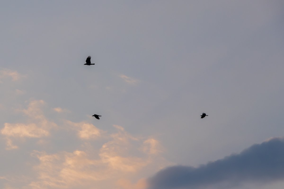 Могут ли они лететь туда, куда действительно хотят? Могут ли они лететь туда, куда действительно хотят?