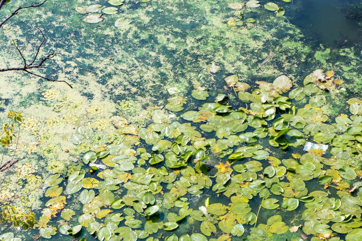 Кстати, кувшинки в Красной книге Кстати, кувшинки в Красной книге