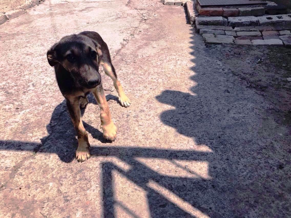 В Днепре собака застряла лапкой между стеной и газовым краном и не могла вылезти В Днепре собака застряла лапкой между стеной и газовым краном и не могла вылезти