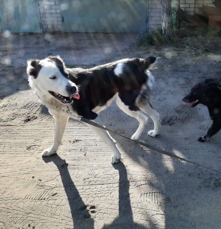 Хозяин, найдись