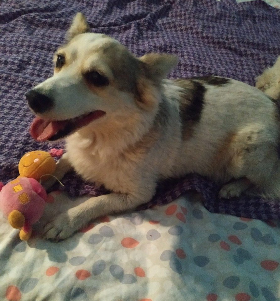 Хочет домой