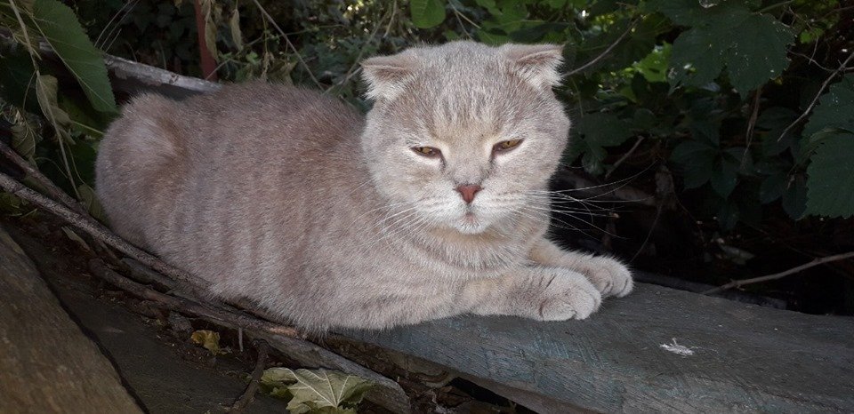 Может, ваша?