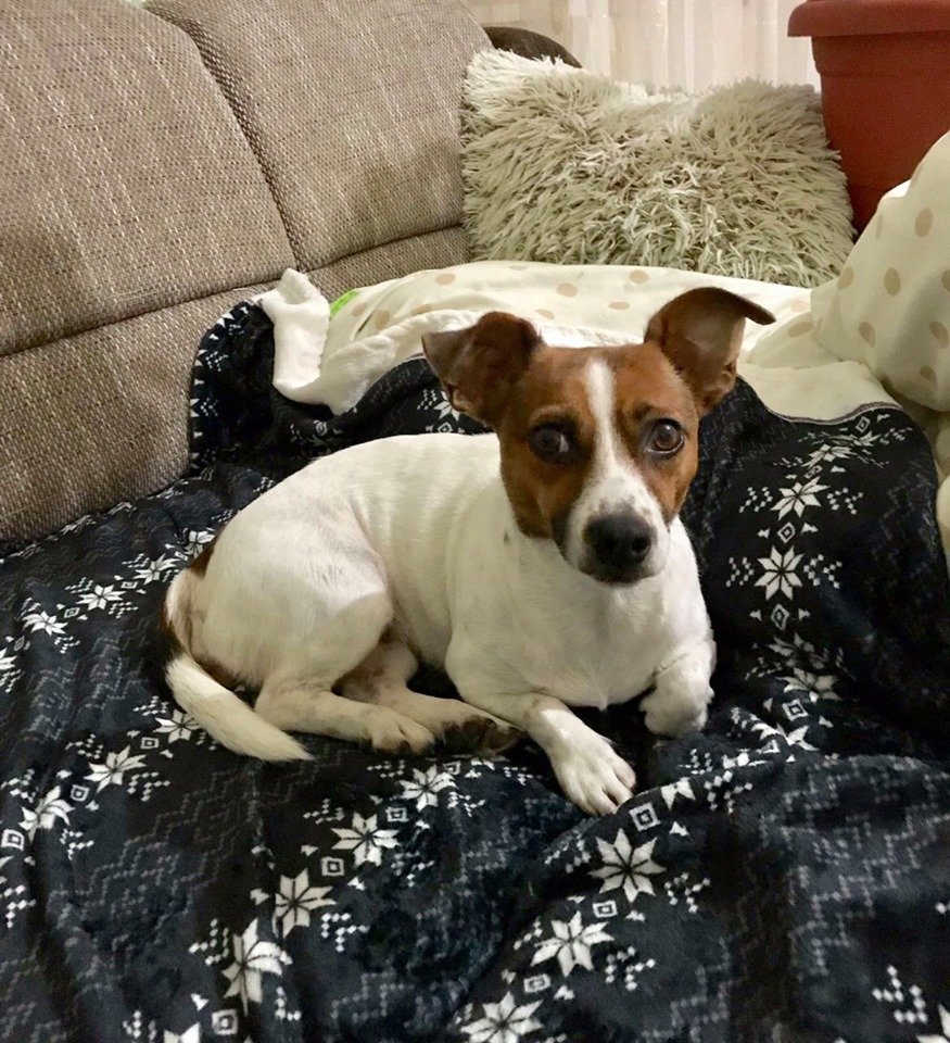 метис Джек рассела. Район верх петровского - ул. Алмазной. Была в ошейнике. Если кто увидит или заметит на улице прошу пожалуйста сообщить по номеру 0934261907