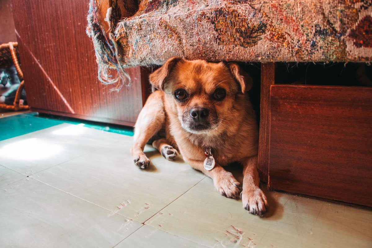 Я люблю внимание и прыгать тебе на ручки. Я же собака, собаки так себя и ведут