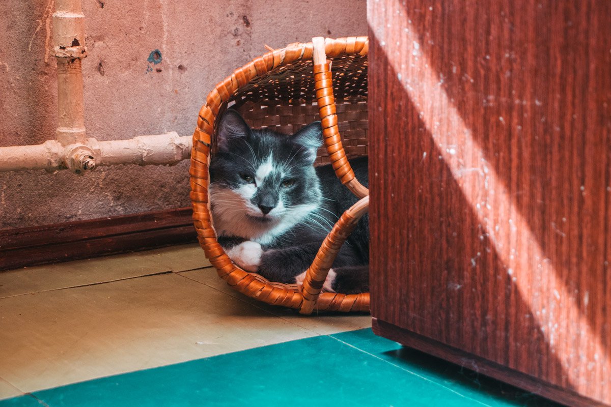 Я люблю прятаться в укромных местах и засыпать на твоей любимой футболке. Но я же кот