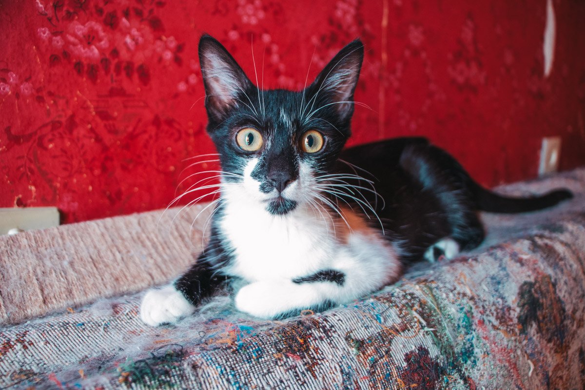 Мне нравится точить коготки об диван. Но ты можешь чаще со мной играть и я буду самым послушным