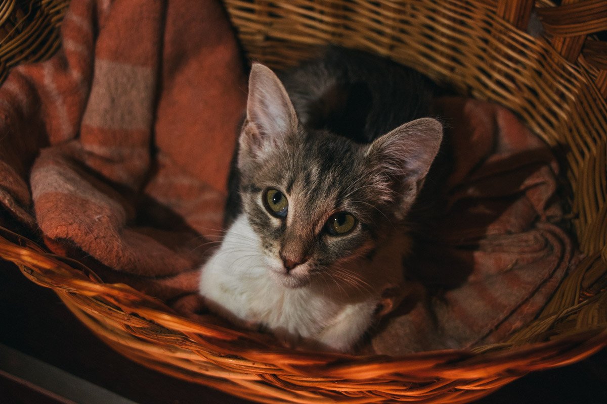 А мне порой хочется кушать до того, как ты проснешься. Да, тебя приходится будить, но потом я все равно лягу рядом с тобой, замурчу и ты снова уснешь