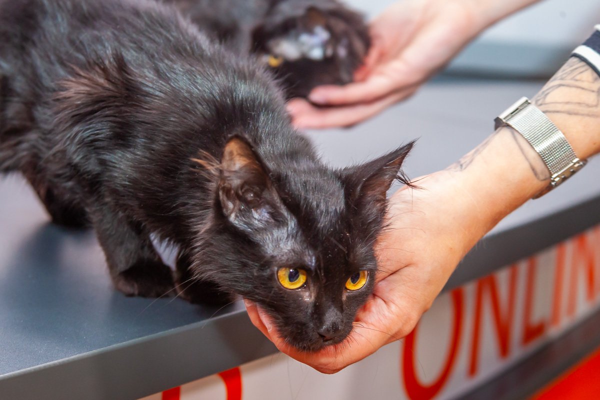 Я твоя новость №1