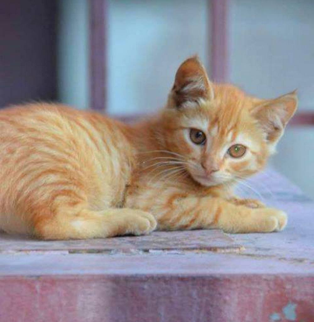 Рыжик мечтает стать вашим другом Рыжик мечтает стать вашим другом