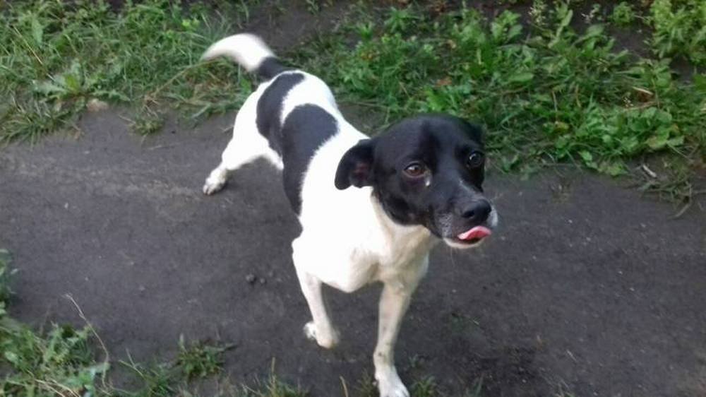 Очень хочет быть чьим-то другом. Так чтоб навсегда Очень хочет быть чьим-то другом. Так чтоб навсегда