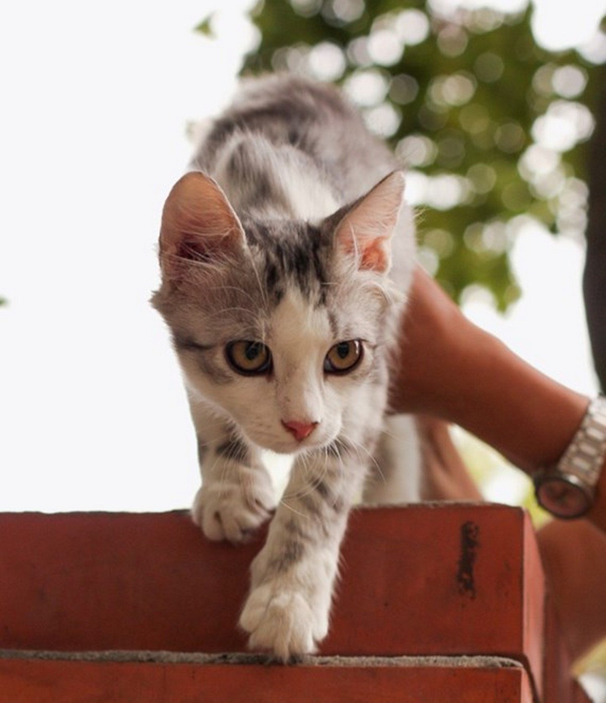 Серьезный взгляд, но невероятно любящее сердце Серьезный взгляд, но невероятно любящее сердце
