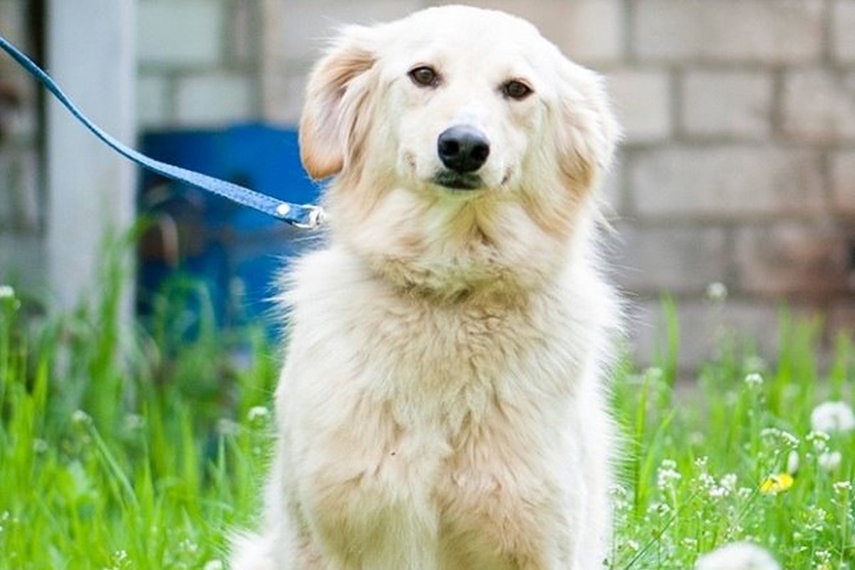 Стоит посмотреть ей в глаза, как сразу поймете, что отпустить ее обратно в вольер не сможете Стоит посмотреть ей в глаза, как сразу поймете, что отпустить ее обратно в вольер не сможете