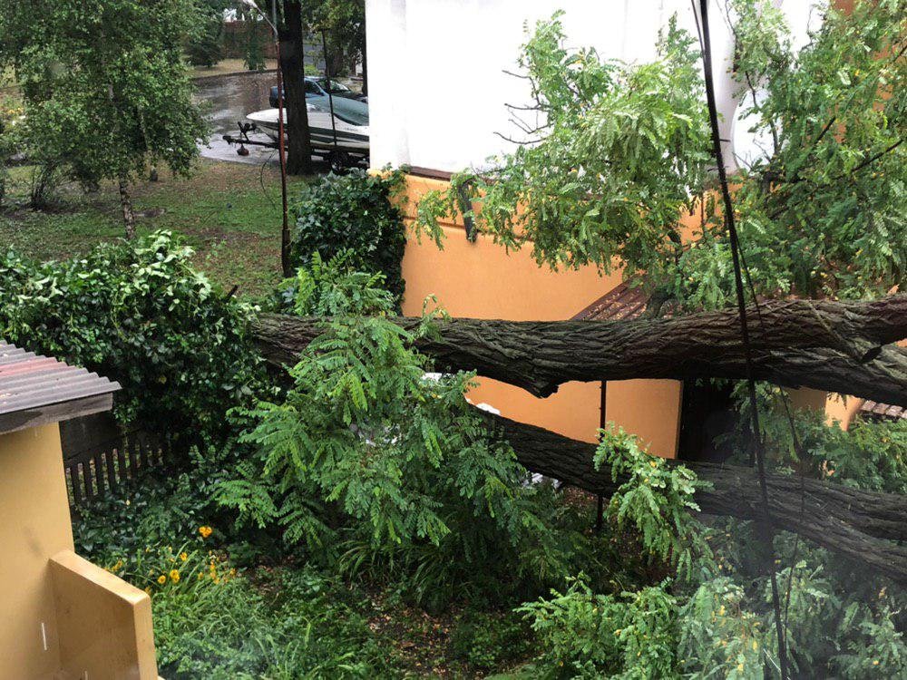 Упавшее дерево в Архитектурном переулке