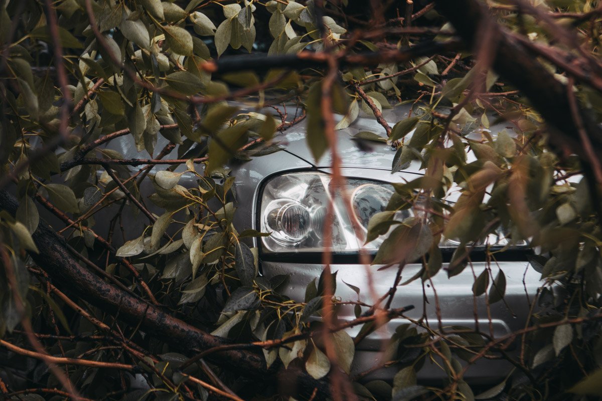 Крона дерева буквально накрыла автомобиль, из-за чего подобраться к нему просто невозможно