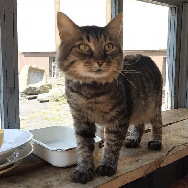 В Днепре кота устроили на работу