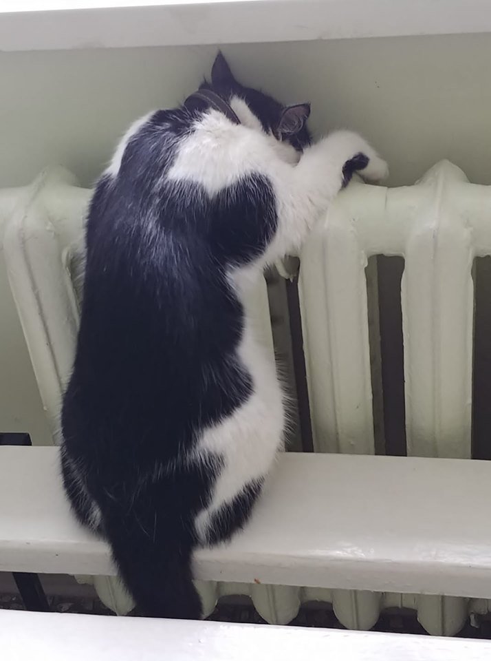 Кошка - любимица пациентов Кошка - любимица пациентов