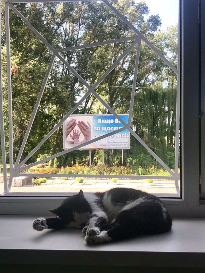 А вы уже завели кота? А вы уже завели кота?