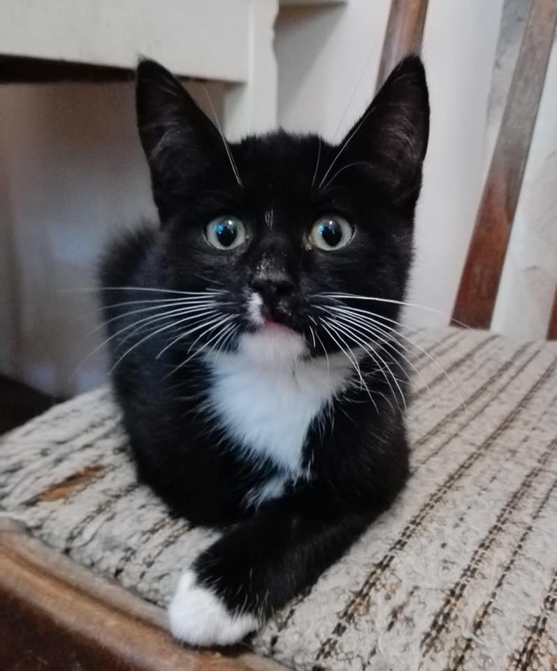 Ласковая кошечка ищет дом 