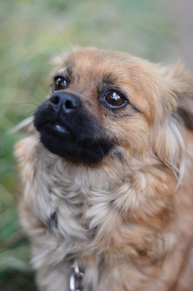 Собачка ищет дом 