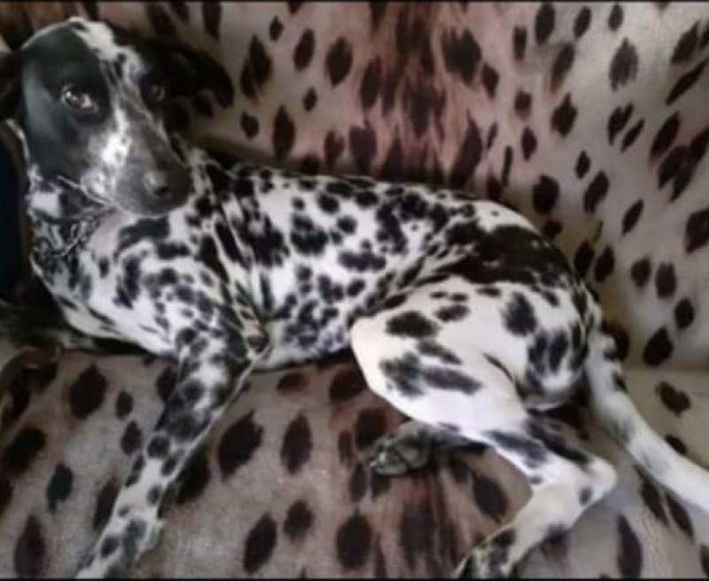 Далматинец ищет дом 