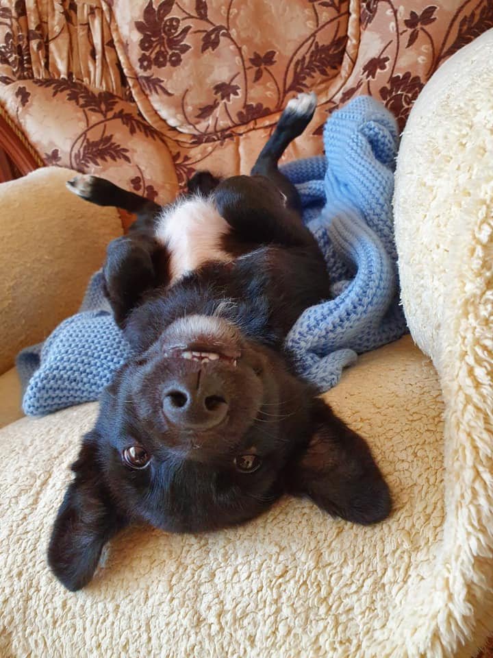 Щенок ищет дом 