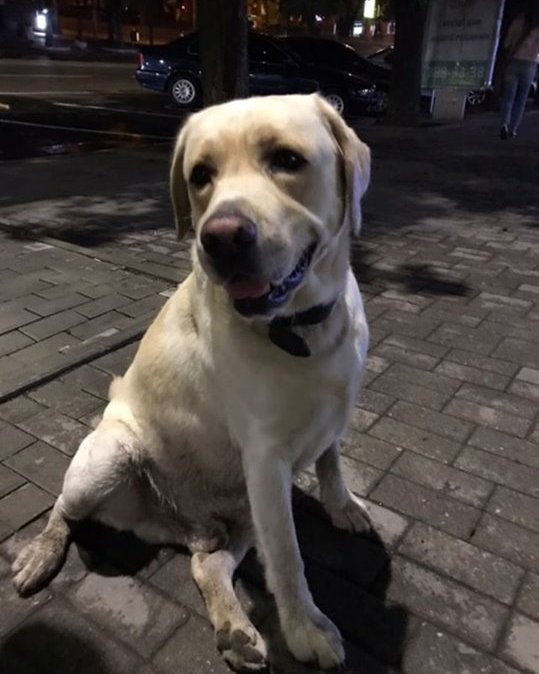 В Днепре пропало много животных: помогите найти 1