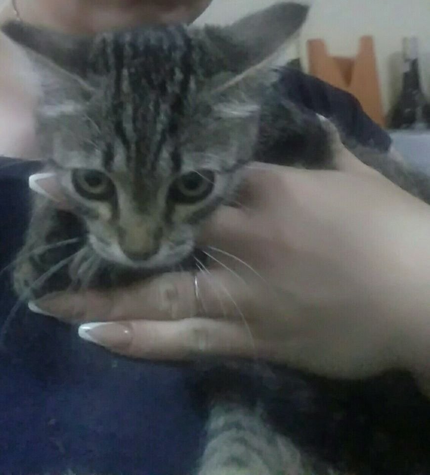 В Днепре пропало много животных: помогите найти 2