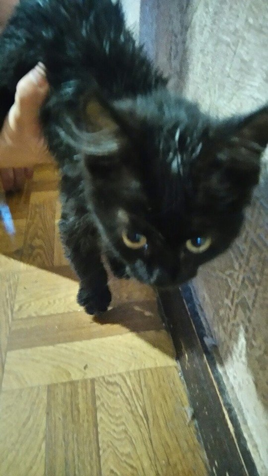 В Днепре пропало много животных: помогите найти 3