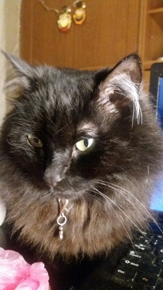 В Днепре пропало много животных: помогите найти 4