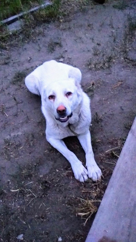 В Днепре пропало много животных: помогите найти 5