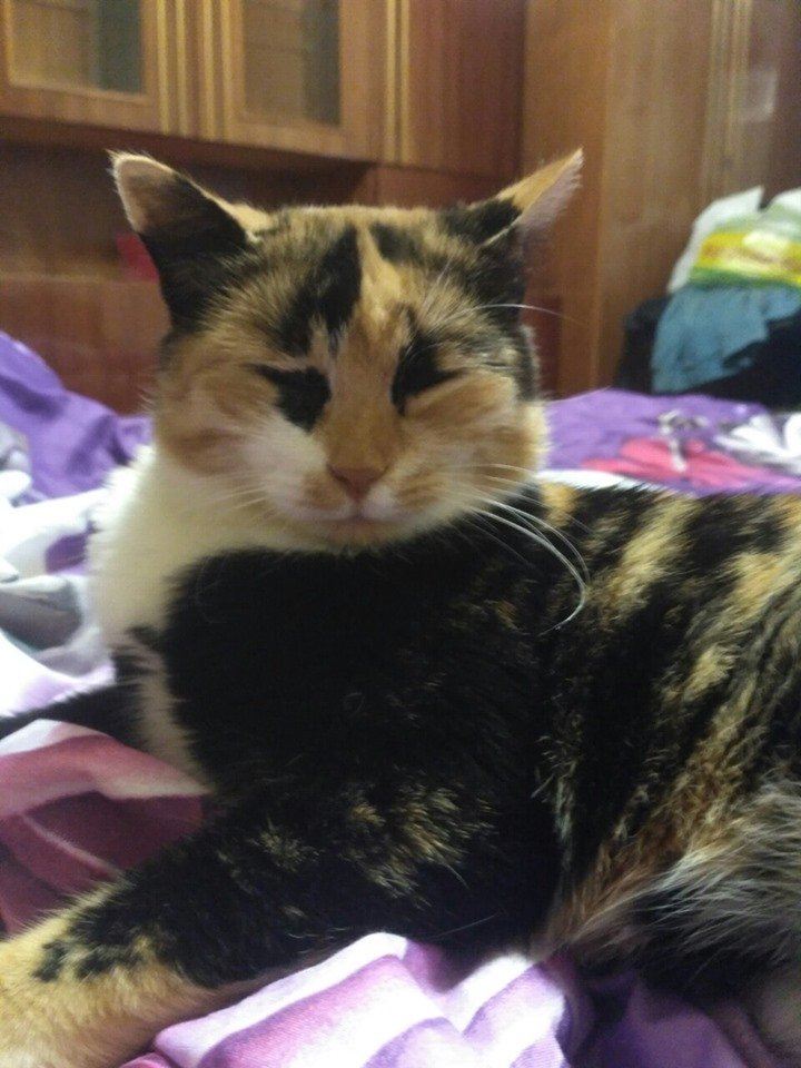 В Днепре пропало много животных: помогите найти 6