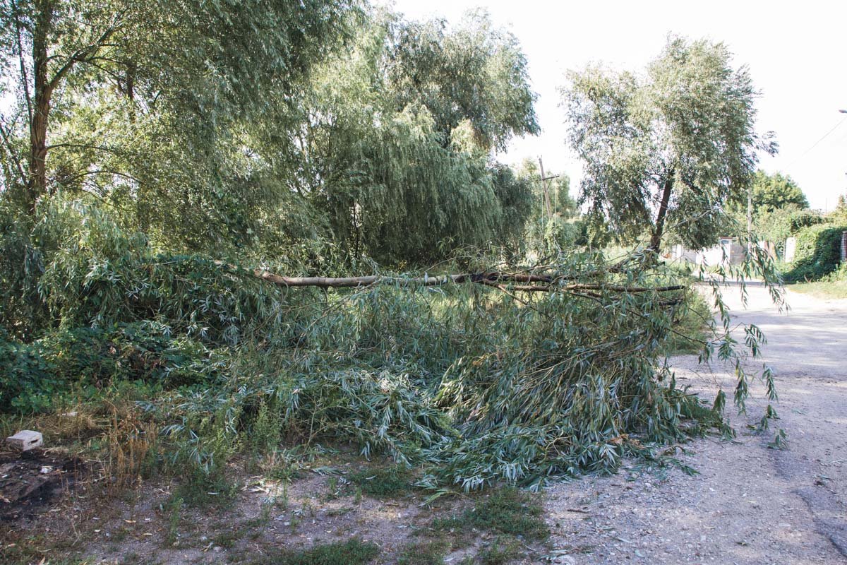 Ветка упала утром 10 августа