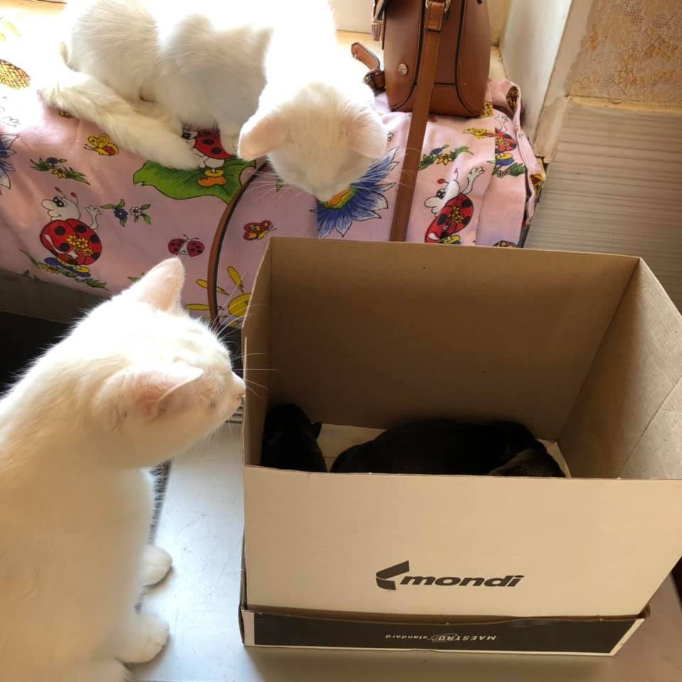 В Днепре грудных щенков запихнули в коробку и выкинули в мусор