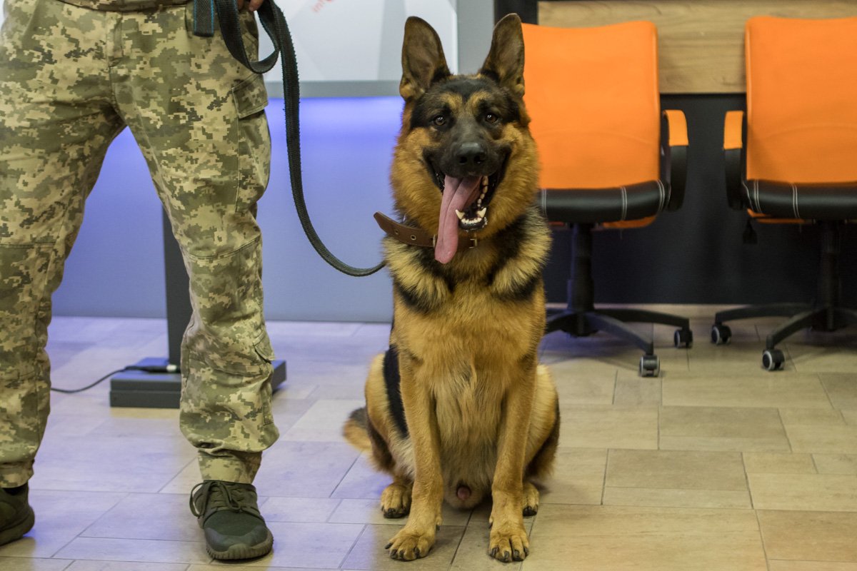 Сталкер. Специалист по разминированию :)