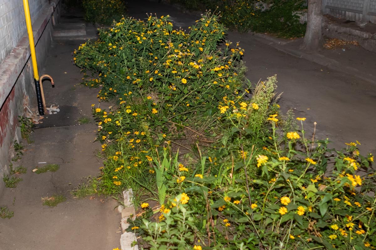 Мальчик упал на клумбу