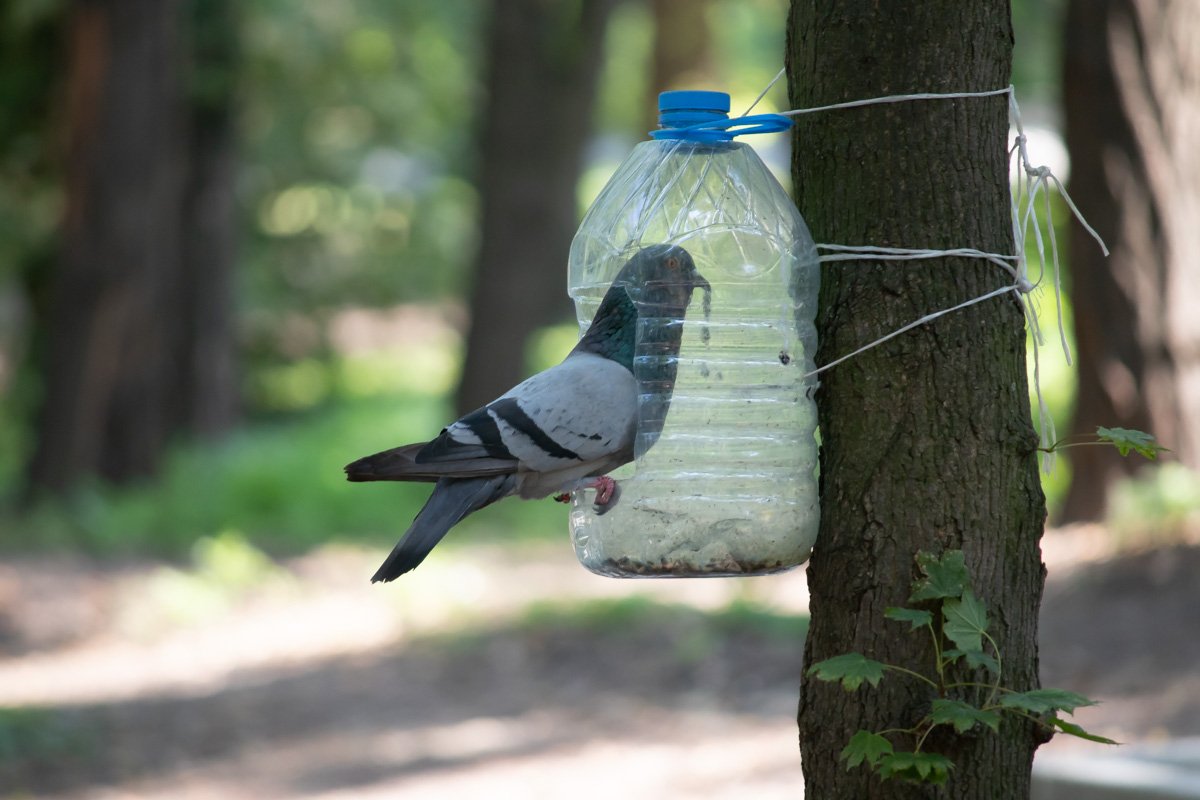 Голубь пытался уйти от проблем Голубь пытался уйти от проблем
