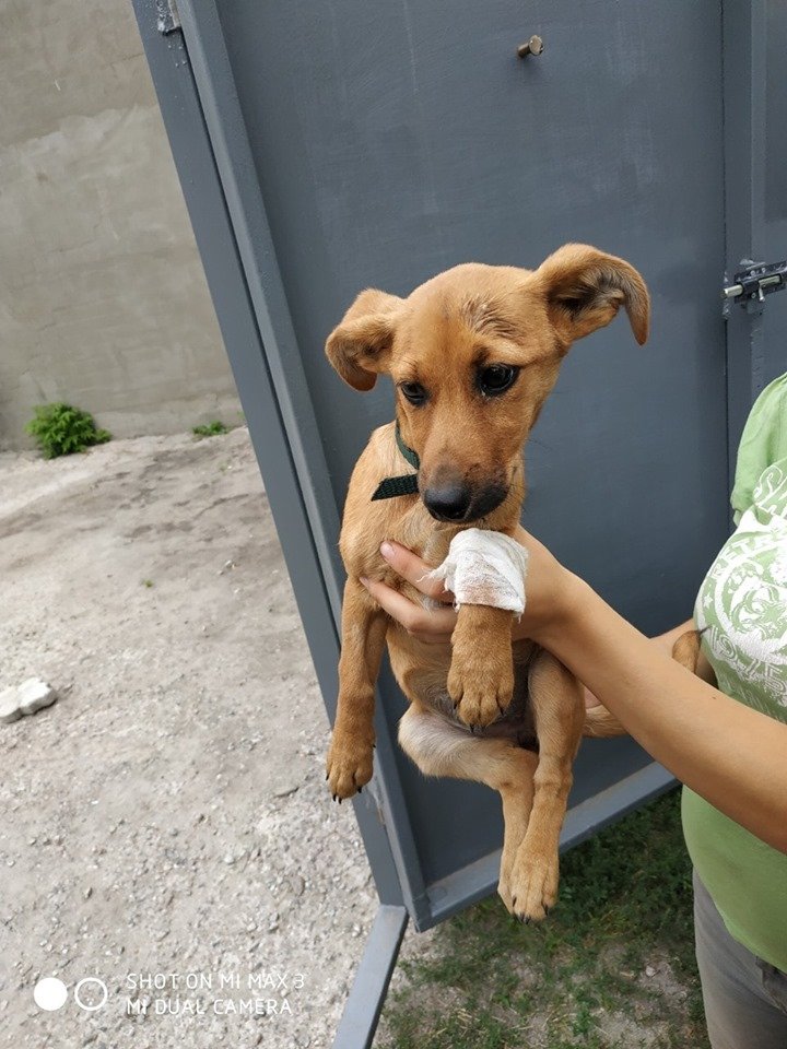 В Днепре пропало много животных: помогите найти 1