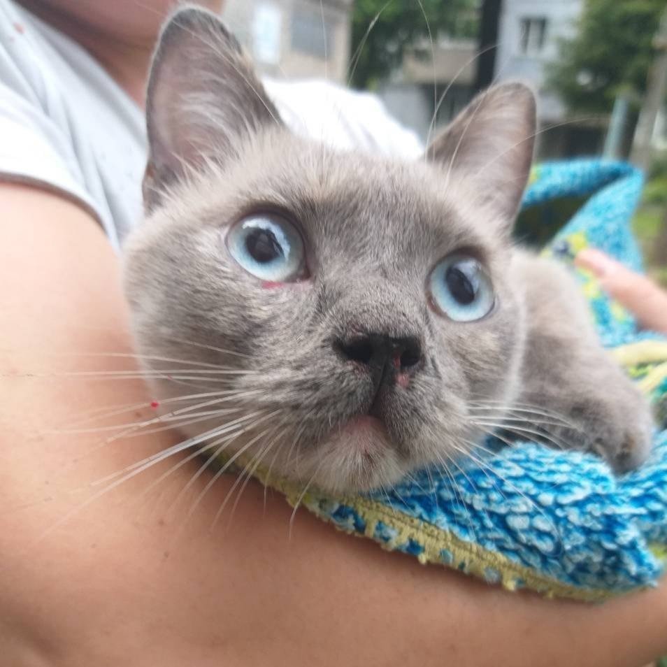 В Днепре пропало много животных: помогите найти 2