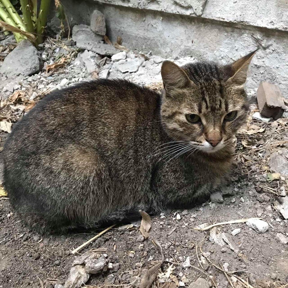 В Днепре пропало много животных: помогите найти 3
