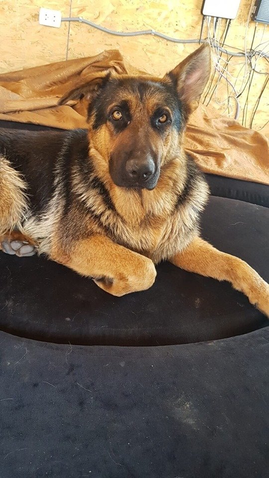 В Днепре пропало много животных: помогите найти 4