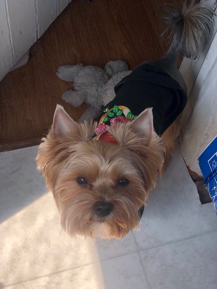 В Днепре пропало много животных: помогите найти 5