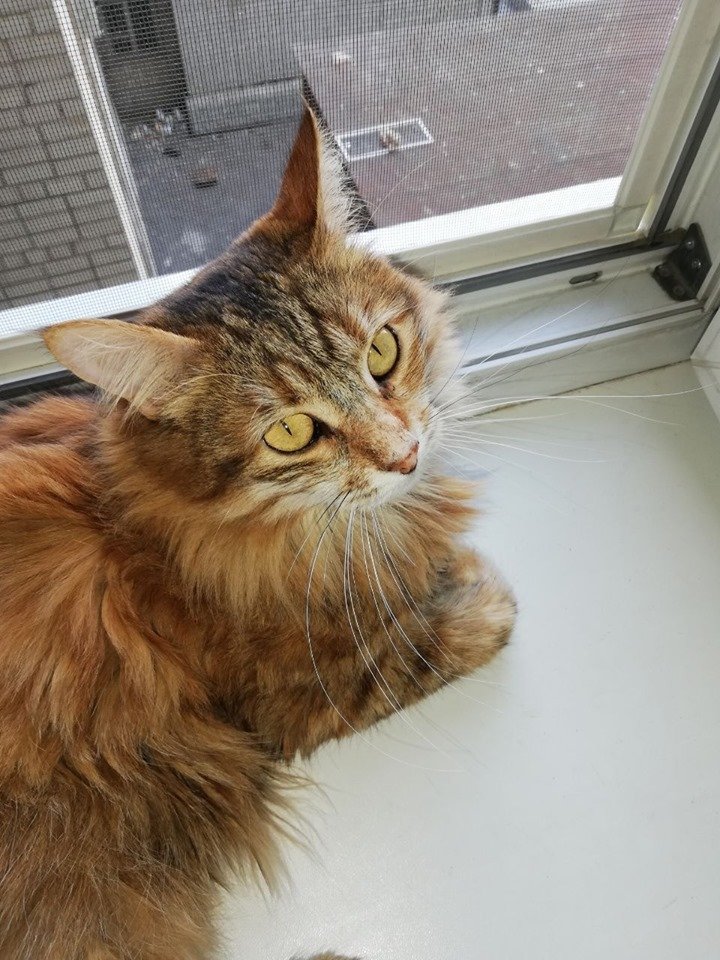 В Днепре пропало много животных: помогите найти 6