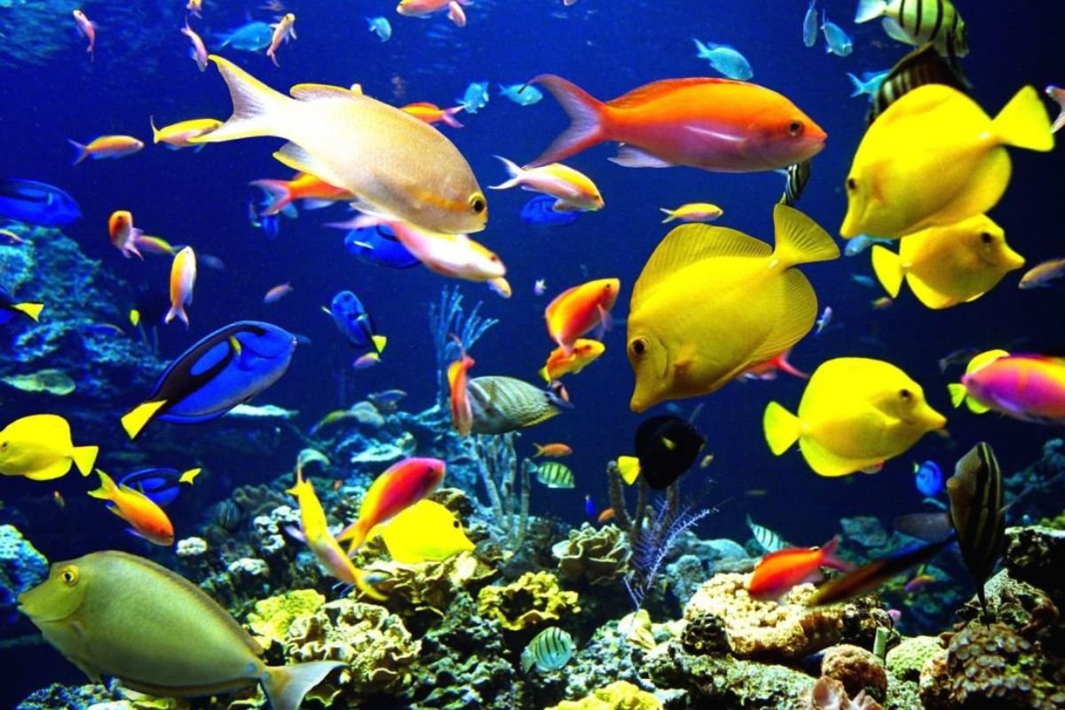 Выставка рыб