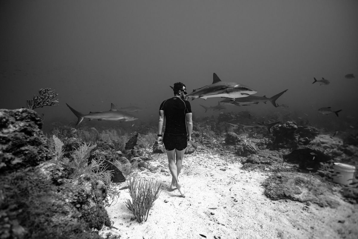 С акулами