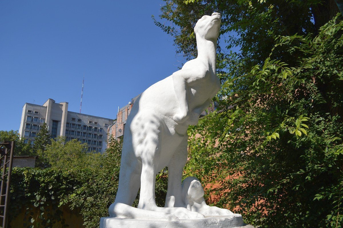 Кенгуру, не болей