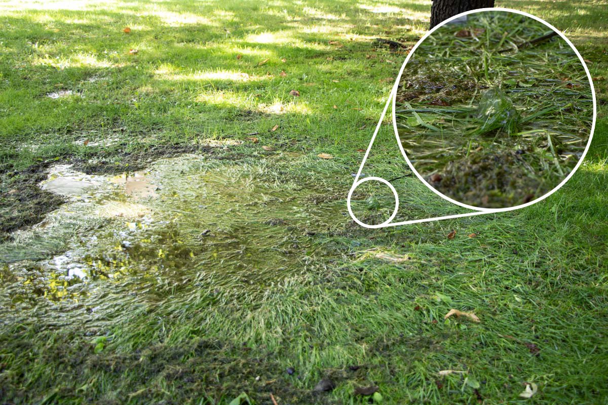 В парке образовывается болото