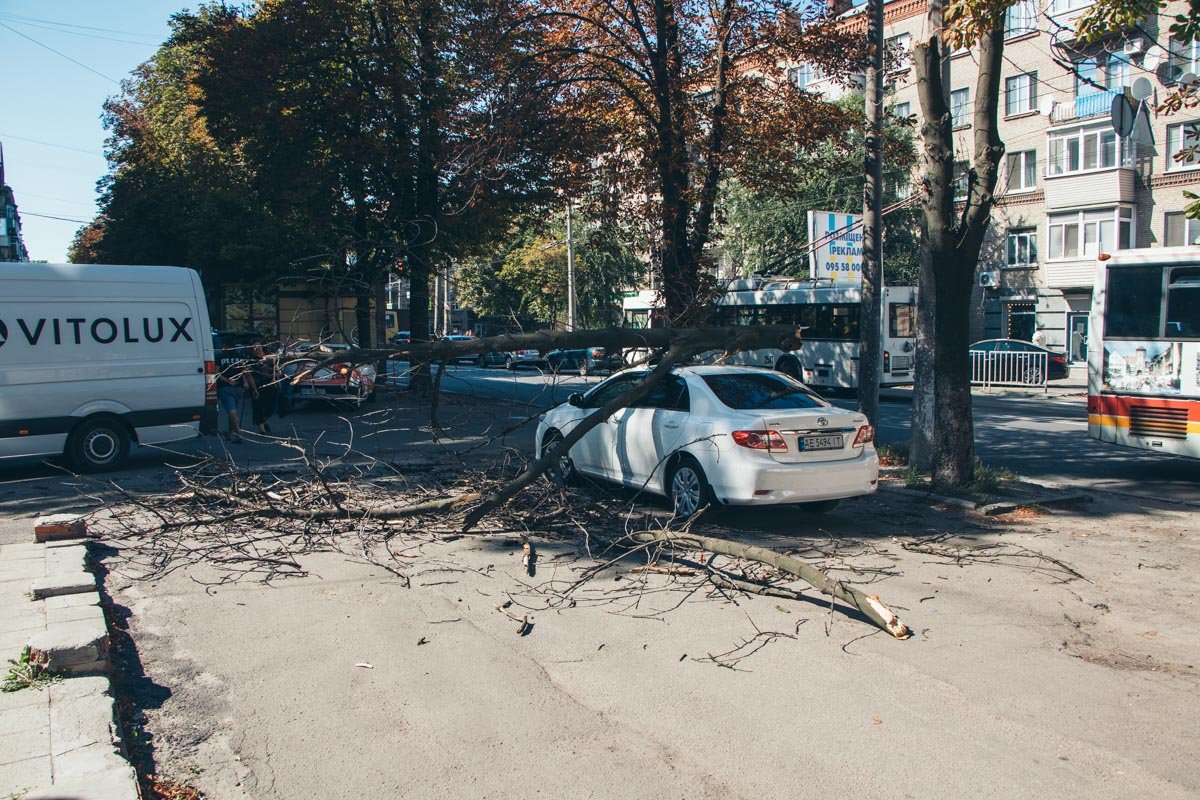 Ветка рухнула прямо на припаркованный автомобиль