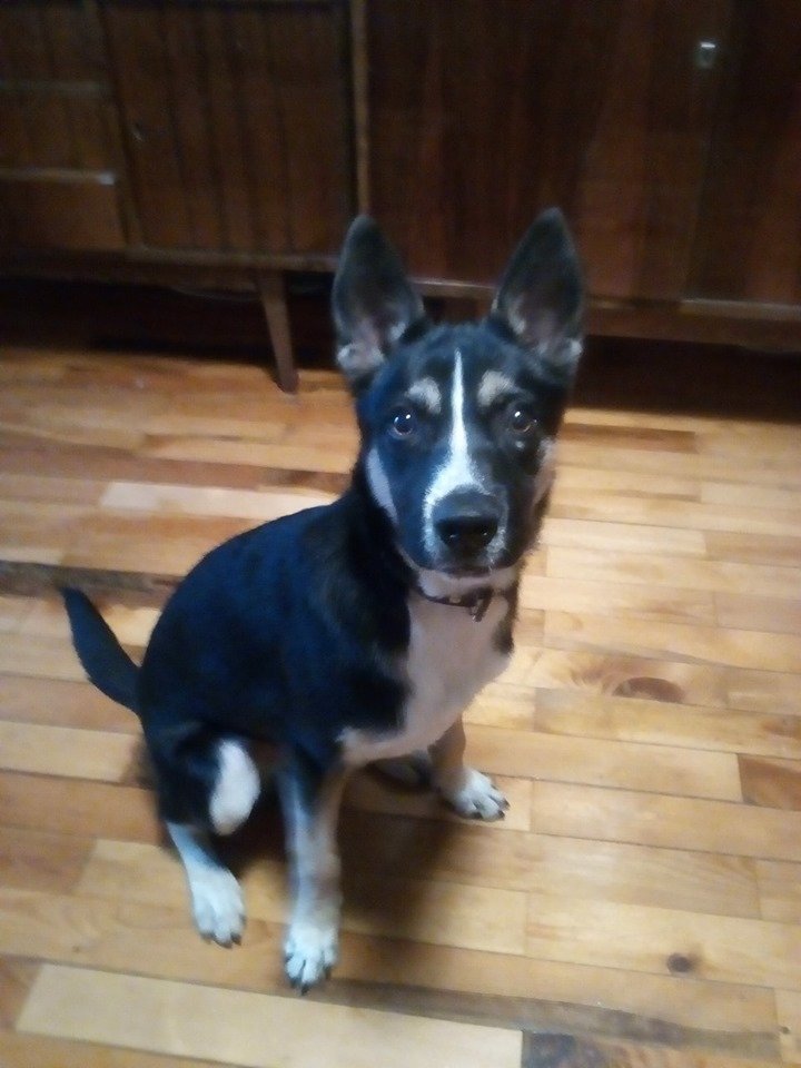 В Днепре пропало много животных: помогите найти 1