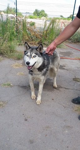 В Днепре пропало много животных: помогите найти 3