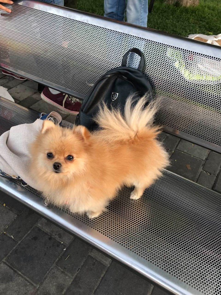 В Днепре пропало много животных: помогите найти 4